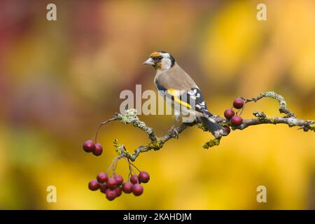 Carduelis carduelis, adulte perché sur une branche de l'aubépine aux baies, Suffolk, Angleterre, octobre Banque D'Images