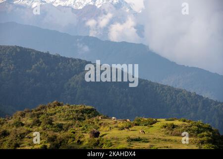 Beau village de Bhujung et Ghale Gau. Banque D'Images