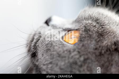 Portrait en gros plan d'un chat gris britannique à courte distance qui regarde vers le haut Banque D'Images