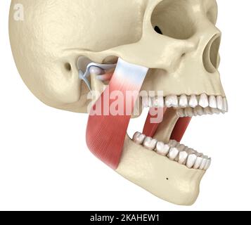 TMJ : les articulations temporomandibulaires et les muscles. Illustration 3D médicale précise. Banque D'Images