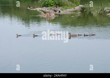 canards nageant à travers un étang avec un coot nichant en arrière-plan Banque D'Images