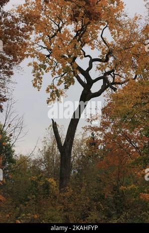Un grand chêne debout dans les champs un matin brumeux. Banque D'Images
