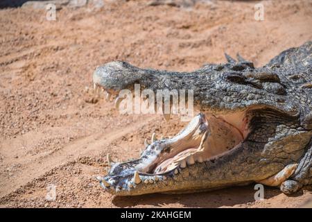 Gros plan d'un crocodile du Nil (Crocodylus niloticus) qui se couche au soleil avec sa bouche ouverte Banque D'Images