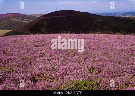 Vue sur Moel Arthur, pays de Galles du Nord, Royaume-Uni Banque D'Images