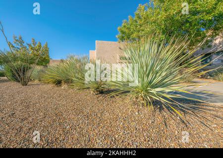Plantes avec de longues feuilles fines devant une maison avec fond bleu ciel. Belle vue extérieure dans un quartier de Tucson Arizona avec des plantes et Banque D'Images