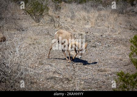 Magnifique mouflon d'Amérique dans le désert du Nevada, à proximité du parc national de la Vallée de feu Banque D'Images