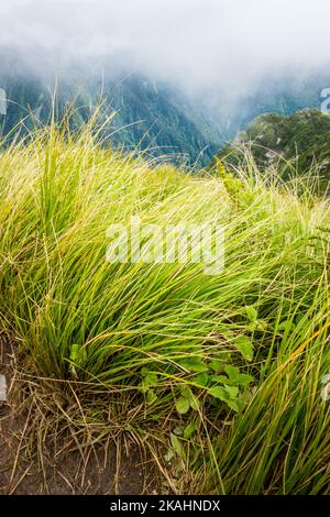 L'herbe de carex ou de front de l'Himalaya noir se trouve dans les prés de haute montagne de la région de l'Himalaya dans l'Himachal Pradesh Inde. Banque D'Images