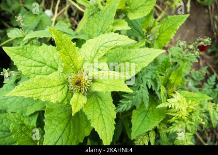 Sigesbeckia orientalis, communément appelé adventice indienne ou millepertuis commun, est une espèce de plante à fleurs de la famille des Asteraceae. Foothills o Banque D'Images