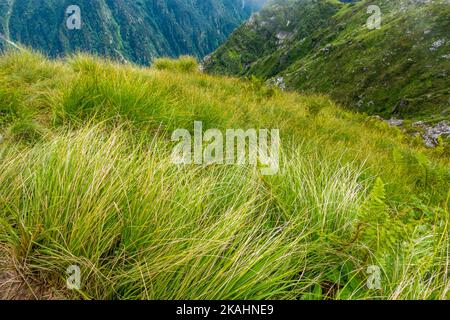 L'herbe de carex ou de front de l'Himalaya noir se trouve dans les prés de haute montagne de la région de l'Himalaya dans l'Himachal Pradesh Inde. Banque D'Images