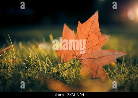Feuille d'érable d'automne sur herbe verte, macro gros plan. Paysage parfait en gros plan avec feuilles d'arbre jaune, herbe verte et soleil. Feuillage spectaculaire Banque D'Images