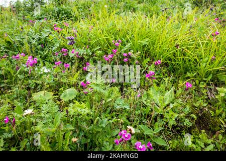 Le balsam de l'Himalaya , Impatiens glandulifera, c'est une grande plante annuelle native de la vallée des fleurs de l'Himalaya. Inde. Banque D'Images