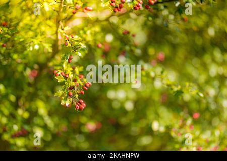 Brousse de saison avec beaucoup de baies rouges sur les branches, fond automnal. Gros plan coloré automne buissons sauvages avec baies rouges dans le parc Banque D'Images