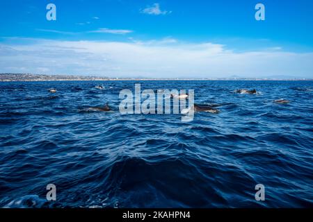 Gousse commune de dauphin bondissant dans l'océan bleu clair avec la côte de San Diego en arrière-plan. Excursions d'observation des baleines en Californie, États-Unis. Réserve naturelle Banque D'Images