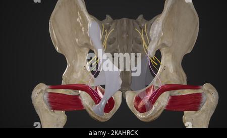 Nerf à l'internus obturateur Banque D'Images
