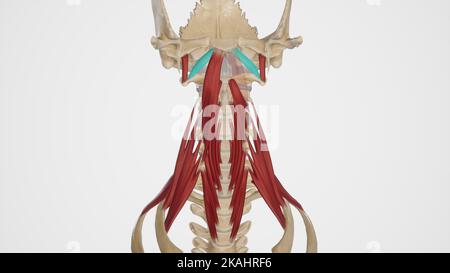 Illustration médicale précise de Rectus Capitis Anterior Banque D'Images