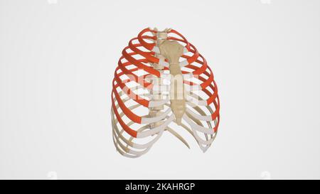 Illustration médicale d'une cage à côtes avec des nervures de couleur vraie sur fond blanc Banque D'Images