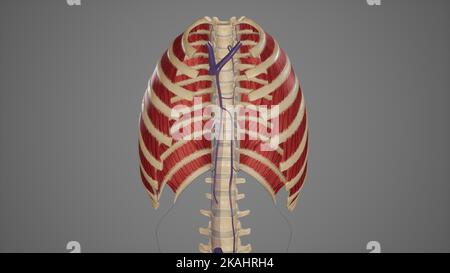 Illustration médicale du système veineux d'Azygos Banque D'Images