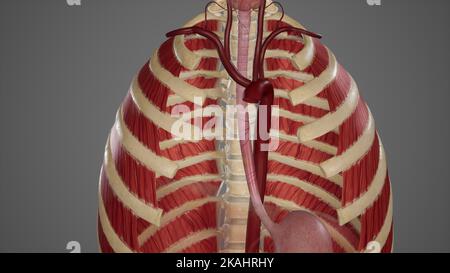 Ilustration médicale de la nourriture de l'oesophage Banque D'Images