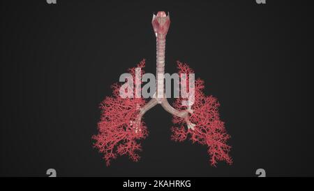 Illustration médicale de l'arbre bronchique humain des poumons Banque D'Images