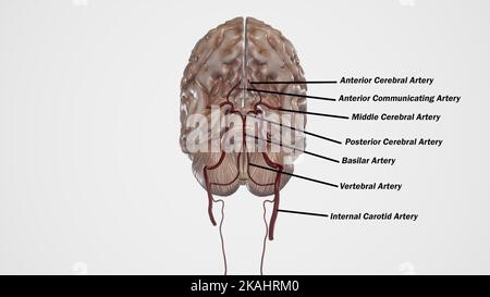 Cercle des structures anatomiques Willis. Approvisionnement artériel au cerveau Banque D'Images