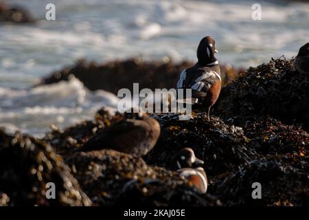 Un cliché sélectif d'un canard d'Arlequin (Histrionicus) debout sur la rive rocheuse Banque D'Images