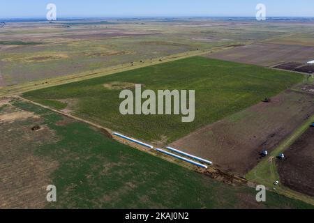 Campagne Argentine, production agricole dans la province de Buenos Aires, Argentine Banque D'Images