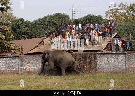 Un éléphant sauvage qui a dévalé dans la ville se tient après que les autorités l'ont tiré avec un fusil tranquillisant à Siliguri, dans l'État du Bengale occidental, Inde, le mercredi 10 février 2016. L'éléphant s'était erré de la forêt de Baïkonthapur mercredi, traversant des routes et une petite rivière avant d'entrer dans la ville. L'éléphant paniqué courait un amok, piétinant des voitures garées et des motos avant d'être tranquillisé. (Photo par S Majumper/NurPhoto) *** Veuillez utiliser le crédit du champ de crédit *** Banque D'Images