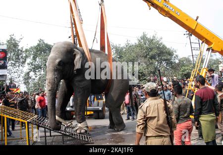 Un éléphant sauvage qui a dévalé dans la ville se tient après que les autorités l'ont tiré avec un fusil tranquillisant à Siliguri, dans l'État du Bengale occidental, Inde, le mercredi 10 février 2016. L'éléphant s'était erré de la forêt de Baïkonthapur mercredi, traversant des routes et une petite rivière avant d'entrer dans la ville. L'éléphant paniqué courait un amok, piétinant des voitures garées et des motos avant d'être tranquillisé. (Photo par S Majumper/NurPhoto) *** Veuillez utiliser le crédit du champ de crédit *** Banque D'Images