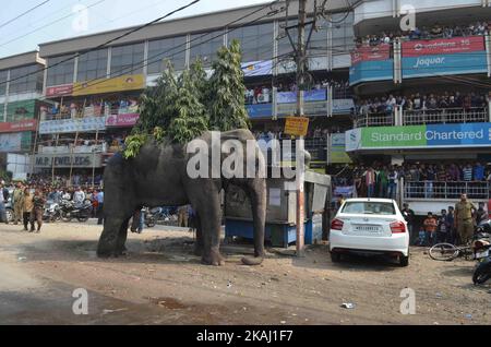 Un éléphant sauvage qui a dévalé dans la ville se tient après que les autorités l'ont tiré avec un fusil tranquillisant à Siliguri, dans l'État du Bengale occidental, Inde, le mercredi 10 février 2016. L'éléphant s'était erré de la forêt de Baïkonthapur mercredi, traversant des routes et une petite rivière avant d'entrer dans la ville. L'éléphant paniqué courait un amok, piétinant des voitures garées et des motos avant d'être tranquillisé. (Photo par S Majumper/NurPhoto) *** Veuillez utiliser le crédit du champ de crédit *** Banque D'Images