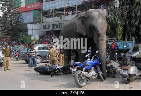 Un éléphant sauvage qui a dévalé dans la ville se tient après que les autorités l'ont tiré avec un fusil tranquillisant à Siliguri, dans l'État du Bengale occidental, Inde, le mercredi 10 février 2016. L'éléphant s'était erré de la forêt de Baïkonthapur mercredi, traversant des routes et une petite rivière avant d'entrer dans la ville. L'éléphant paniqué courait un amok, piétinant des voitures garées et des motos avant d'être tranquillisé. (Photo par S Majumper/NurPhoto) *** Veuillez utiliser le crédit du champ de crédit *** Banque D'Images