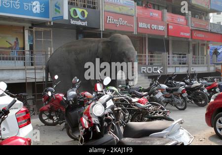 Un éléphant sauvage qui a dévalé dans la ville se tient après que les autorités l'ont tiré avec un fusil tranquillisant à Siliguri, dans l'État du Bengale occidental, Inde, le mercredi 10 février 2016. L'éléphant s'était erré de la forêt de Baïkonthapur mercredi, traversant des routes et une petite rivière avant d'entrer dans la ville. L'éléphant paniqué courait un amok, piétinant des voitures garées et des motos avant d'être tranquillisé. (Photo par S Majumper/NurPhoto) *** Veuillez utiliser le crédit du champ de crédit *** Banque D'Images