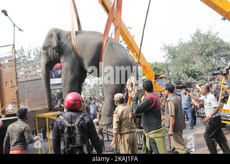 Un éléphant sauvage qui a dévalé dans la ville se tient après que les autorités l'ont tiré avec un fusil tranquillisant à Siliguri, dans l'État du Bengale occidental, Inde, le mercredi 10 février 2016. L'éléphant s'était erré de la forêt de Baïkonthapur mercredi, traversant des routes et une petite rivière avant d'entrer dans la ville. L'éléphant paniqué courait un amok, piétinant des voitures garées et des motos avant d'être tranquillisé. (Photo par S Majumper/NurPhoto) *** Veuillez utiliser le crédit du champ de crédit *** Banque D'Images