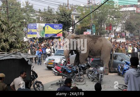 Un éléphant sauvage qui a dévalé dans la ville se tient après que les autorités l'ont tiré avec un fusil tranquillisant à Siliguri, dans l'État du Bengale occidental, Inde, le mercredi 10 février 2016. L'éléphant s'était erré de la forêt de Baïkonthapur mercredi, traversant des routes et une petite rivière avant d'entrer dans la ville. L'éléphant paniqué courait un amok, piétinant des voitures garées et des motos avant d'être tranquillisé. (Photo par S Majumper/NurPhoto) *** Veuillez utiliser le crédit du champ de crédit *** Banque D'Images