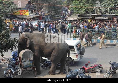 Un éléphant sauvage qui a dévalé dans la ville se tient après que les autorités l'ont tiré avec un fusil tranquillisant à Siliguri, dans l'État du Bengale occidental, Inde, le mercredi 10 février 2016. L'éléphant s'était erré de la forêt de Baïkonthapur mercredi, traversant des routes et une petite rivière avant d'entrer dans la ville. L'éléphant paniqué courait un amok, piétinant des voitures garées et des motos avant d'être tranquillisé. (Photo par S Majumper/NurPhoto) *** Veuillez utiliser le crédit du champ de crédit *** Banque D'Images