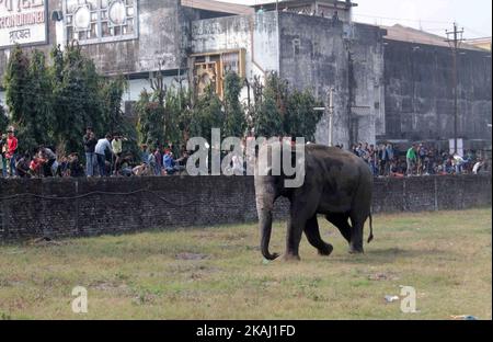 Un éléphant sauvage qui a dévalé dans la ville se tient après que les autorités l'ont tiré avec un fusil tranquillisant à Siliguri, dans l'État du Bengale occidental, Inde, le mercredi 10 février 2016. L'éléphant s'était erré de la forêt de Baïkonthapur mercredi, traversant des routes et une petite rivière avant d'entrer dans la ville. L'éléphant paniqué courait un amok, piétinant des voitures garées et des motos avant d'être tranquillisé. (Photo par S Majumper/NurPhoto) *** Veuillez utiliser le crédit du champ de crédit *** Banque D'Images