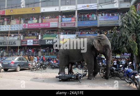 Un éléphant sauvage qui a dévalé dans la ville se tient après que les autorités l'ont tiré avec un fusil tranquillisant à Siliguri, dans l'État du Bengale occidental, Inde, le mercredi 10 février 2016. L'éléphant s'était erré de la forêt de Baïkonthapur mercredi, traversant des routes et une petite rivière avant d'entrer dans la ville. L'éléphant paniqué courait un amok, piétinant des voitures garées et des motos avant d'être tranquillisé. (Photo par S Majumper/NurPhoto) *** Veuillez utiliser le crédit du champ de crédit *** Banque D'Images