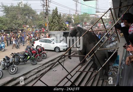 Un éléphant sauvage qui a dévalé dans la ville se tient après que les autorités l'ont tiré avec un fusil tranquillisant à Siliguri, dans l'État du Bengale occidental, Inde, le mercredi 10 février 2016. L'éléphant s'était erré de la forêt de Baïkonthapur mercredi, traversant des routes et une petite rivière avant d'entrer dans la ville. L'éléphant paniqué courait un amok, piétinant des voitures garées et des motos avant d'être tranquillisé. (Photo par S Majumper/NurPhoto) *** Veuillez utiliser le crédit du champ de crédit *** Banque D'Images