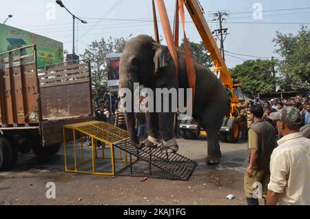 Un éléphant sauvage qui a dévalé dans la ville se tient après que les autorités l'ont tiré avec un fusil tranquillisant à Siliguri, dans l'État du Bengale occidental, Inde, le mercredi 10 février 2016. L'éléphant s'était erré de la forêt de Baïkonthapur mercredi, traversant des routes et une petite rivière avant d'entrer dans la ville. L'éléphant paniqué courait un amok, piétinant des voitures garées et des motos avant d'être tranquillisé. (Photo par S Majumper/NurPhoto) *** Veuillez utiliser le crédit du champ de crédit *** Banque D'Images