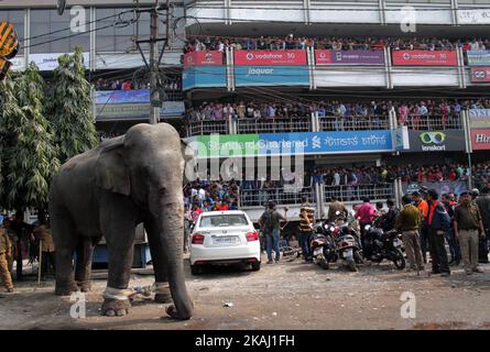 Un éléphant sauvage qui a dévalé dans la ville se tient après que les autorités l'ont tiré avec un fusil tranquillisant à Siliguri, dans l'État du Bengale occidental, Inde, le mercredi 10 février 2016. L'éléphant s'était erré de la forêt de Baïkonthapur mercredi, traversant des routes et une petite rivière avant d'entrer dans la ville. L'éléphant paniqué courait un amok, piétinant des voitures garées et des motos avant d'être tranquillisé. (Photo par S Majumper/NurPhoto) *** Veuillez utiliser le crédit du champ de crédit *** Banque D'Images