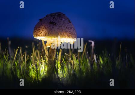 Macrolepiota procera sur un champ. Champignon du parasol. Banque D'Images