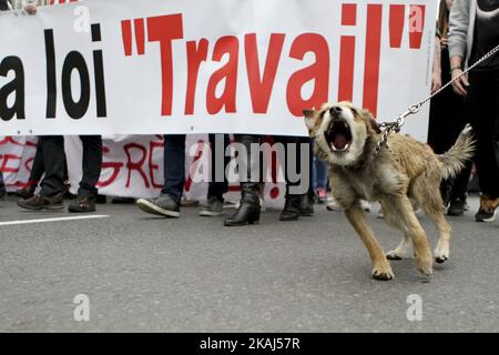 Un chien aboyant pendant le rassemblement de la population en Alsace, le 31 mars 2016, contre Bill Working Myriam El Khomri. Ils étaient environ 80 manifestants dans les rues de Haguenau ce matin et près de 450 à Colmar avant la préfecture du Haut-Rhin en fin de matinée. Cet après-midi, 2000 personnes étaient présentes place de la Bourse à Mulhouse et Strasbourg, entre 5000 personnes, la police et 9000 selon la CGT ont défilé dans les rues du centre-ville. (Photo par Elyxandro Cegarra/NurPhoto) *** Veuillez utiliser le crédit du champ de crédit *** Banque D'Images