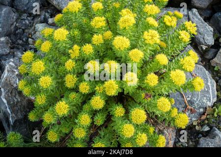 Rhodiola rosea (racine généralement dorée, racine rose, roseroot) croissant à Parvati Bagh dans l'Himalaya. Plantes de médecine himalayenne. Inde Banque D'Images