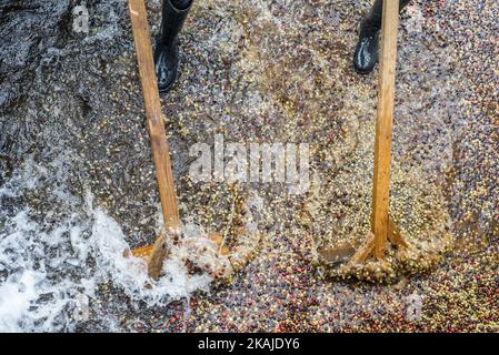 Les travailleurs de l'usine de café de Mubuyu Farm en Zambie rarisent le café dans l'eau pour enlever les peaux rouges des grains de café. La ferme Mubuyu est le plus grand producteur de café en Zambie et le seul producteur privé. Il appartient à Willem Lublinkhof qui est venu au pays il y a 45 ans avec le service néerlandais de développement. Comme les produits du café ne sont pas très populaires chez les Zambiens, la majeure partie de ces produits est destinée à l'exportation. Il y a aujourd'hui 65 hectares de terres sous la plantation de café au lieu de 300 hectares en 2009. Le directeur de la production de café lundi Chilanga dit que la raison principale de la réduction est très faible Banque D'Images