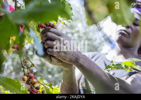 Une femme cueille des cerises mûres de café à la plantation de Mubuyu Farm, en Zambie. Cette méthode de récolte à la main appelée «cueillette sélective». Plus de 80 cueilleurs sont des travailleurs saisonniers du village le plus proche. Ils travaillent d'avril à septembre, pendant la saison sèche. Un travailleur peut cueillir 100 kilogrammes de cerises par jour. La ferme Mubuyu est le plus grand producteur de café en Zambie et le seul producteur privé. Il appartient à Willem Lublinkhof qui est venu au pays il y a 45 ans avec le service néerlandais de développement. Comme les produits du café ne sont pas très populaires chez les Zambiens, la majeure partie de ces produits est destinée à expo Banque D'Images