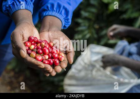 Une femme cueille des cerises mûres de café à la plantation de Mubuyu Farm, en Zambie. Cette méthode de récolte à la main appelée «cueillette sélective». Plus de 80 cueilleurs sont des travailleurs saisonniers du village le plus proche. Ils travaillent d'avril à septembre, pendant la saison sèche. Un travailleur peut cueillir 100 kilogrammes de cerises par jour. La ferme Mubuyu est le plus grand producteur de café en Zambie et le seul producteur privé. Il appartient à Willem Lublinkhof qui est venu au pays il y a 45 ans avec le service néerlandais de développement. Comme les produits du café ne sont pas très populaires chez les Zambiens, la majeure partie de ces produits est destinée à expo Banque D'Images