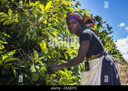 Une femme cueille des cerises mûres de café à la plantation de Mubuyu Farm, en Zambie. Cette méthode de récolte à la main appelée «cueillette sélective». Plus de 80 cueilleurs sont des travailleurs saisonniers du village le plus proche. Ils travaillent d'avril à septembre, pendant la saison sèche. Un travailleur peut cueillir 100 kilogrammes de cerises par jour. La ferme Mubuyu est le plus grand producteur de café en Zambie et le seul producteur privé. Il appartient à Willem Lublinkhof qui est venu au pays il y a 45 ans avec le service néerlandais de développement. Comme les produits du café ne sont pas très populaires chez les Zambiens, la majeure partie de ces produits est destinée à expo Banque D'Images