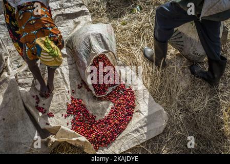 Les cueilleurs retirent de leur récolte quotidienne des grains de café et des débris non mûrs ou trop mûrs pour les préparer à la ferme de Mubuyu, en Zambie. La ferme Mubuyu est le plus grand producteur de café en Zambie et le seul producteur privé. Il appartient à Willem Lublinkhof qui est venu au pays il y a 45 ans avec le service néerlandais de développement. Comme les produits du café ne sont pas très populaires chez les Zambiens, la majeure partie de ces produits est destinée à l'exportation. Il y a aujourd'hui 65 hectares de terres sous la plantation de café au lieu de 300 hectares en 2009. Le directeur de la production de café lundi Chilanga dit que la principale reaso Banque D'Images