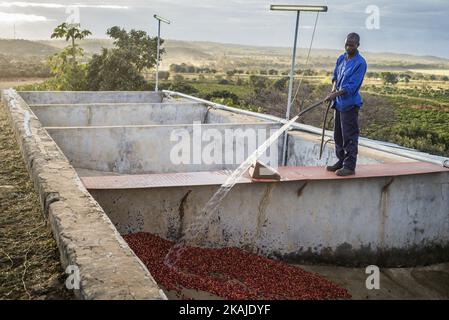 Un travailleur de la ferme Mubuyu, en Zambie, prépare des grains de café pour le processus de fermentation dans les boîtes de fermentation. Une série de réactions chimiques survenant pendant 24 heures améliore la qualité de saveur du café torréfié. La ferme Mubuyu est le plus grand producteur de café en Zambie et le seul producteur privé. Il appartient à Willem Lublinkhof qui est venu au pays il y a 45 ans avec le service néerlandais de développement. Comme les produits du café ne sont pas très populaires chez les Zambiens, la majeure partie de ces produits est destinée à l'exportation. Il y a aujourd'hui 65 hectares de terres sous la plantation de café au lieu de 300 hectares en 2009. Le Banque D'Images