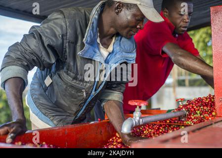 Les travailleurs de la ferme de Mubuyu, en Zambie, utilisent une puleuse de café pour enlever la peau rouge des grains de café. La pâte est compostée et utilisée comme engrais écologique. La ferme Mubuyu est le plus grand producteur de café en Zambie et le seul producteur privé. Il appartient à Willem Lublinkhof qui est venu au pays il y a 45 ans avec le service néerlandais de développement. Comme les produits du café ne sont pas très populaires chez les Zambiens, la majeure partie de ces produits est destinée à l'exportation. Il y a aujourd'hui 65 hectares de terres sous la plantation de café au lieu de 300 hectares en 2009. Le directeur de la production de café lundi Chilanga dit que la ma Banque D'Images