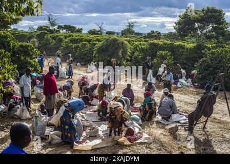 Les cueilleurs retirent de leur récolte quotidienne des grains de café et des débris non mûrs ou trop mûrs pour les préparer à la ferme de Mubuyu, en Zambie. La ferme Mubuyu est le plus grand producteur de café en Zambie et le seul producteur privé. Il appartient à Willem Lublinkhof qui est venu au pays il y a 45 ans avec le service néerlandais de développement. Comme les produits du café ne sont pas très populaires chez les Zambiens, la majeure partie de ces produits est destinée à l'exportation. Il y a aujourd'hui 65 hectares de terres sous la plantation de café au lieu de 300 hectares en 2009. Le directeur de la production de café lundi Chilanga dit que la principale reaso Banque D'Images